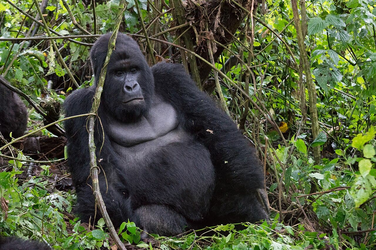 Illustration — Mountain Gorilla Humba family Virunga National Park 30