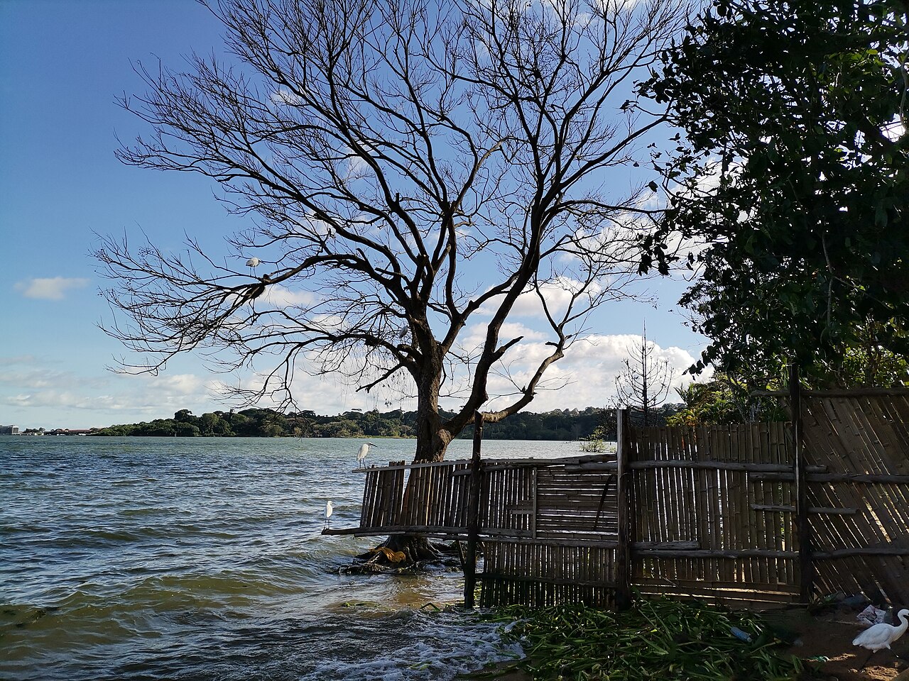 Cover — View of Victoria Lake in Uganda